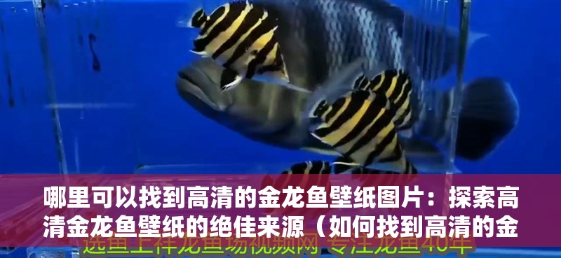 哪里可以找到高清的金龍魚壁紙圖片：探索高清金龍魚壁紙的絕佳來源（如何找到高清的金龍魚壁紙）