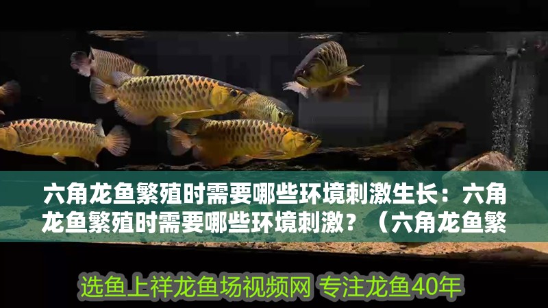 六角龍魚繁殖時需要哪些環(huán)境刺激生長：六角龍魚繁殖時需要哪些環(huán)境刺激？（六角龍魚繁殖時需要哪些環(huán)境刺激？）