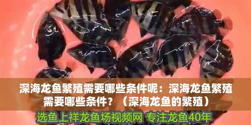 深海龍魚繁殖需要哪些條件呢：深海龍魚繁殖需要哪些條件？（深海龍魚的繁殖）