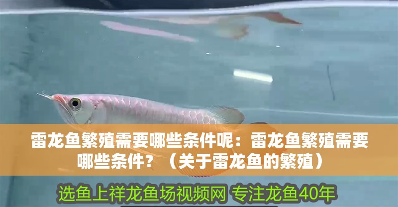 雷龍魚繁殖需要哪些條件呢：雷龍魚繁殖需要哪些條件？（關于雷龍魚的繁殖）