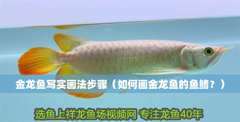 金龍魚寫實畫法步驟（如何畫金龍魚的魚鰭？）