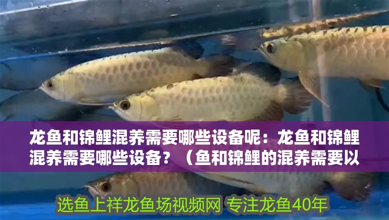 龍魚和錦鯉混養需要哪些設備呢：龍魚和錦鯉混養需要哪些設備？（魚和錦鯉的混養需要以下設備的設備是一種常見的觀賞魚養殖方式）