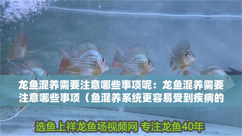 龍魚混養(yǎng)需要注意哪些事項(xiàng)呢：龍魚混養(yǎng)需要注意哪些事項(xiàng)（魚混養(yǎng)系統(tǒng)更容易受到疾病的侵襲，龍魚混養(yǎng)需注意的幾點(diǎn)）