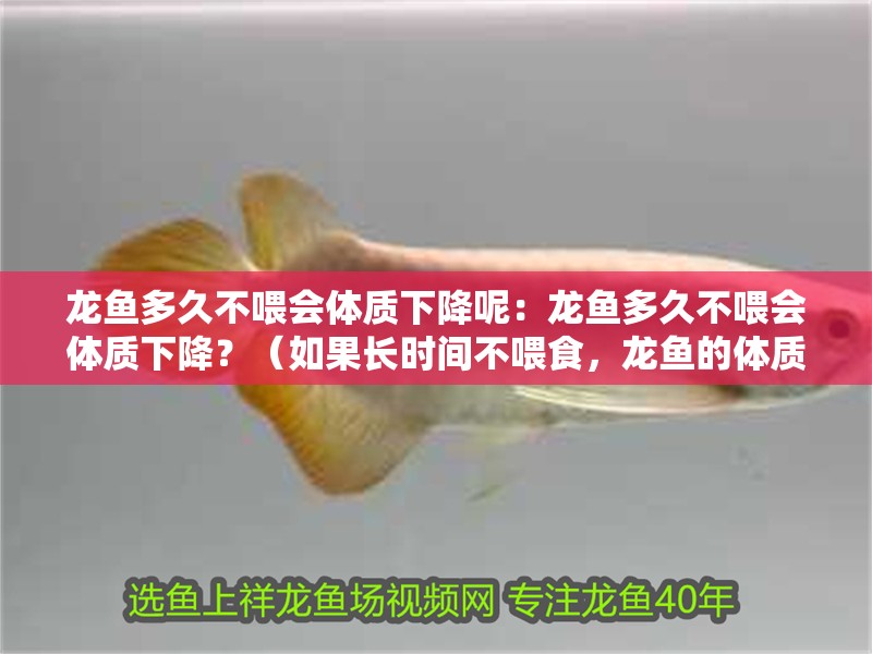 龍魚多久不喂會體質下降呢：龍魚多久不喂會體質下降？（如果長時間不喂食，龍魚的體質會下降嗎？）