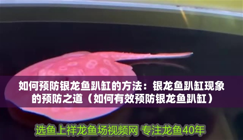 如何預防銀龍魚趴缸的方法：銀龍魚趴缸現象的預防之道（如何有效預防銀龍魚趴缸）