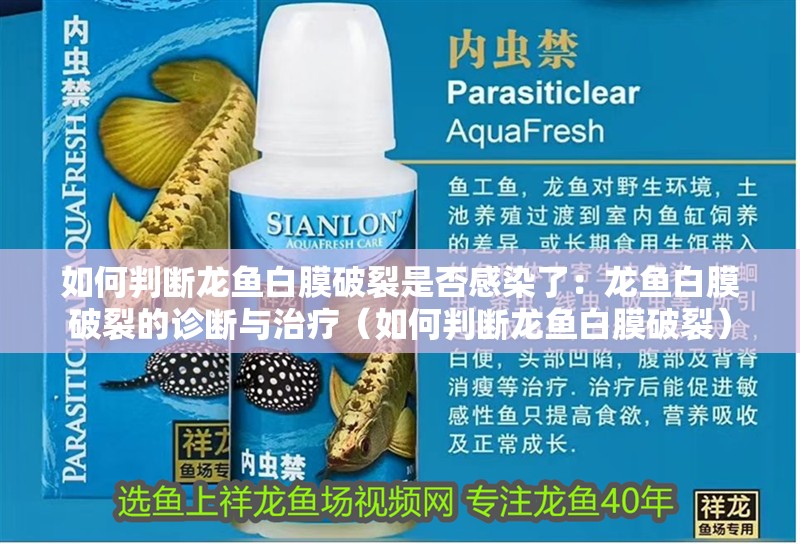 如何判斷龍魚白膜破裂是否感染了：龍魚白膜破裂的診斷與治療（如何判斷龍魚白膜破裂）