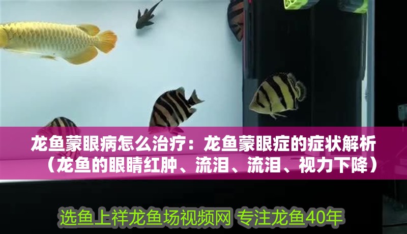 龍魚蒙眼病怎么治療：龍魚蒙眼癥的癥狀解析（龍魚的眼睛紅腫、流淚、流淚、視力下降）