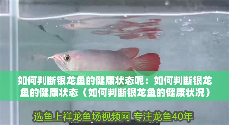 如何判斷銀龍魚的健康狀態呢：如何判斷銀龍魚的健康狀態（如何判斷銀龍魚的健康狀況）