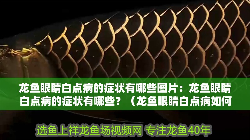 龍魚眼睛白點病的癥狀有哪些圖片：龍魚眼睛白點病的癥狀有哪些？（龍魚眼睛白點病如何治療）