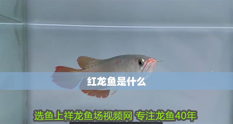 紅龍魚是什么