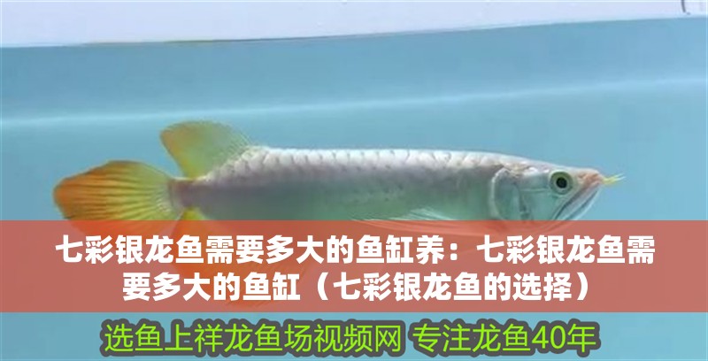 七彩銀龍魚需要多大的魚缸養(yǎng)：七彩銀龍魚需要多大的魚缸（七彩銀龍魚的選擇）