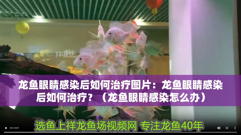龍魚眼睛感染后如何治療圖片：龍魚眼睛感染后如何治療？（龍魚眼睛感染怎么辦）