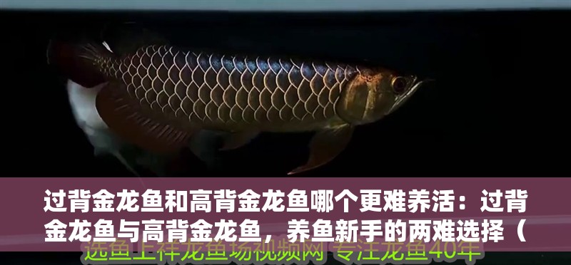 過背金龍魚和高背金龍魚哪個更難養活：過背金龍魚與高背金龍魚，養魚新手的兩難選擇（過背金龍魚和高背金龍魚哪個更難養活，新手養魚需要注意什么）