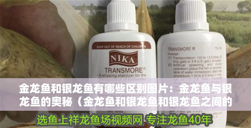 金龍魚和銀龍魚有哪些區別圖片：金龍魚與銀龍魚的奧秘（金龍魚和銀龍魚和銀龍魚之間的差異，揭示它們之間的區別）