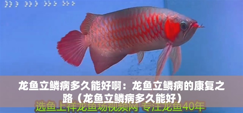龍魚立鱗病多久能好啊：龍魚立鱗病的康復(fù)之路（龍魚立鱗病多久能好）