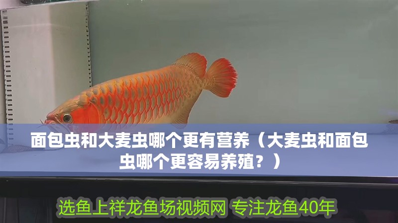 面包蟲和大麥蟲哪個更有營養(yǎng)（大麥蟲和面包蟲哪個更容易養(yǎng)殖？）