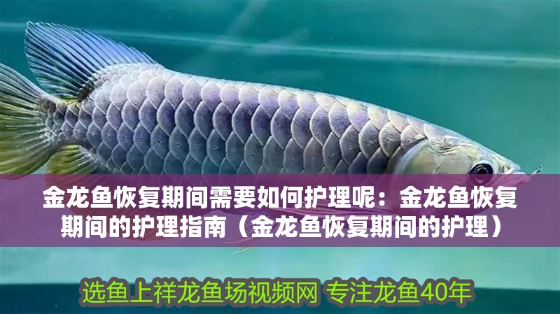 金龍魚恢復期間需要如何護理呢：金龍魚恢復期間的護理指南（金龍魚恢復期間的護理）