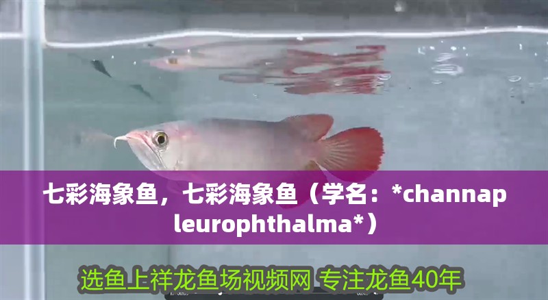 七彩海象魚，七彩海象魚（學(xué)名：*channapleurophthalma*）