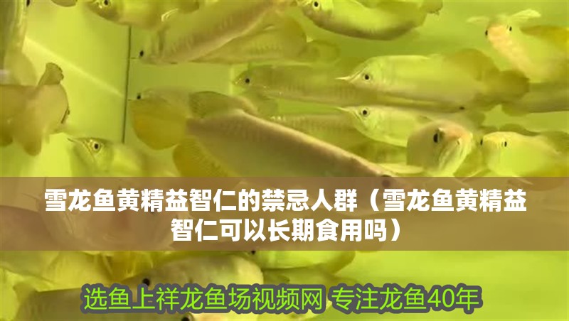 雪龍魚黃精益智仁的禁忌人群（雪龍魚黃精益智仁可以長期食用嗎）