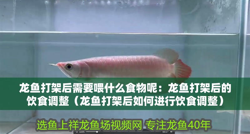 龍魚打架后需要喂什么食物呢：龍魚打架后的飲食調整（龍魚打架后如何進行飲食調整）