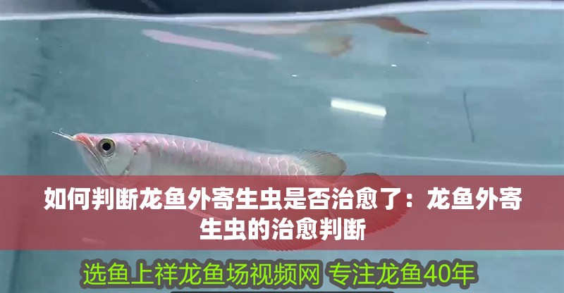 如何判斷龍魚外寄生蟲是否治愈了：龍魚外寄生蟲的治愈判斷
