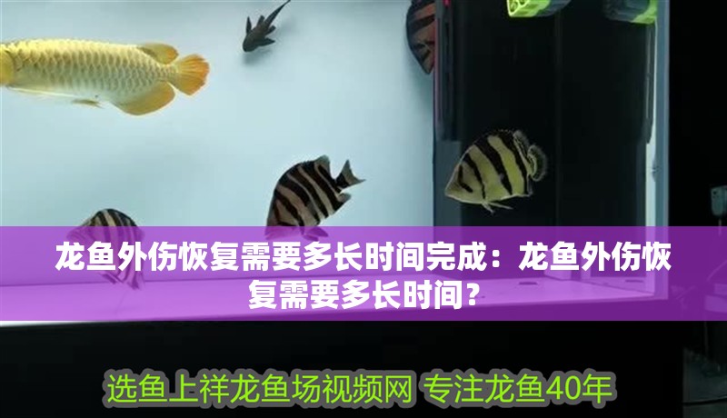 龍魚外傷恢復(fù)需要多長時間完成：龍魚外傷恢復(fù)需要多長時間？