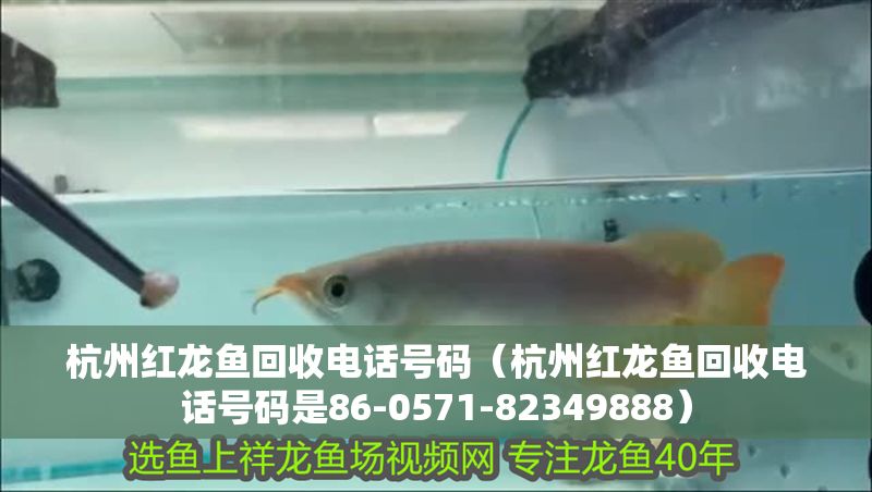 杭州紅龍魚回收電話號碼（杭州紅龍魚回收電話號碼是86-0571-82349888）