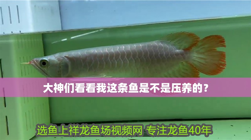 大神們看看我這條魚是不是壓養的？