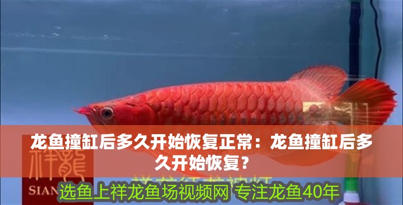 龍魚撞缸后多久開始恢復(fù)正常：龍魚撞缸后多久開始恢復(fù)？