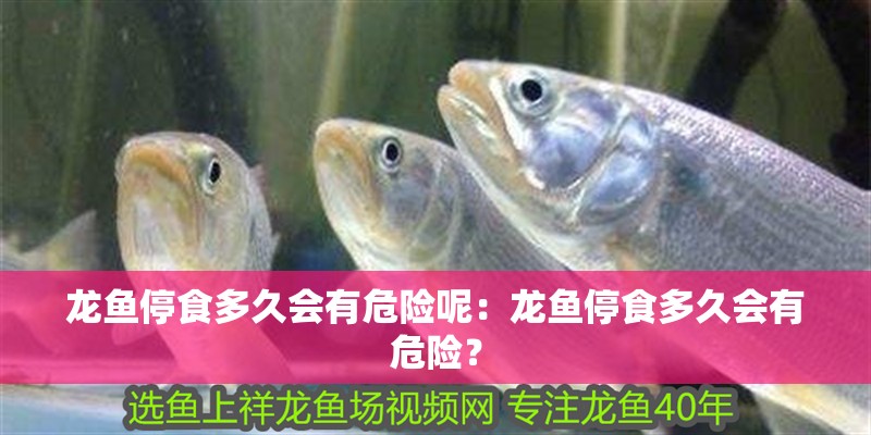 龍魚停食多久會有危險呢：龍魚停食多久會有危險？