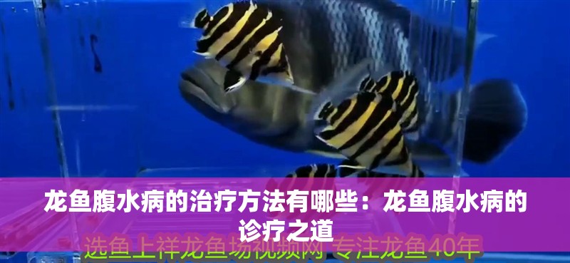 龍魚(yú)腹水病的治療方法有哪些：龍魚(yú)腹水病的診療之道