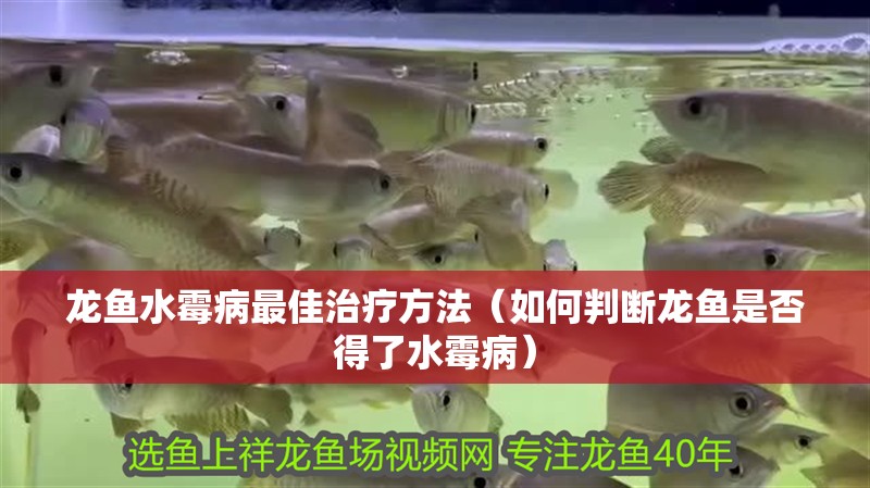 龍魚水霉病最佳治療方法（如何判斷龍魚是否得了水霉病）