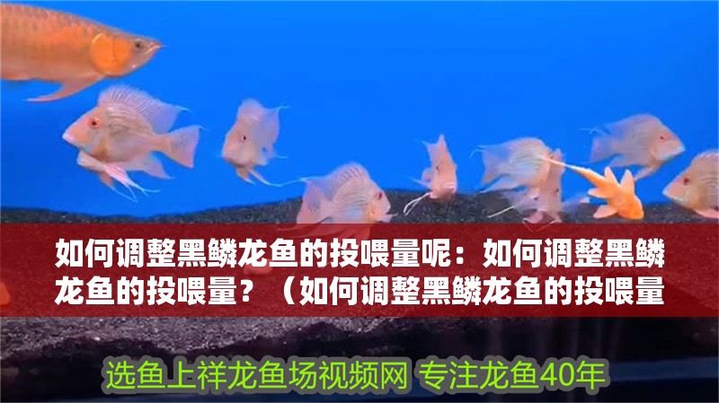 如何調(diào)整黑鱗龍魚(yú)的投喂量呢：如何調(diào)整黑鱗龍魚(yú)的投喂量？（如何調(diào)整黑鱗龍魚(yú)的投喂量）