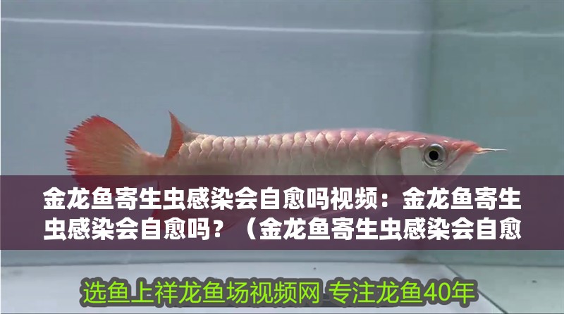 金龍魚寄生蟲感染會自愈嗎視頻：金龍魚寄生蟲感染會自愈嗎？（金龍魚寄生蟲感染會自愈嗎）