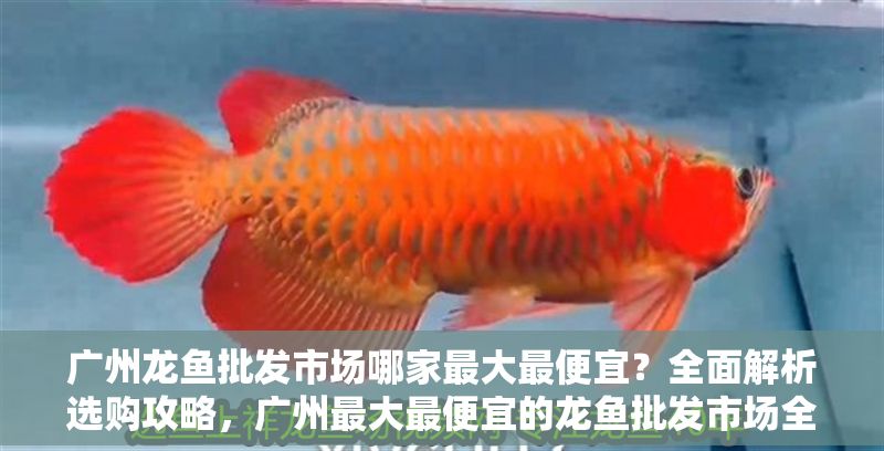 廣州龍魚批發市場哪家最大最便宜？全面解析選購攻略，廣州最大最便宜的龍魚批發市場全攻略，一站式選購指南