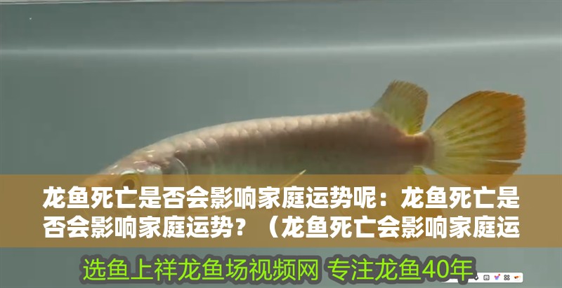 龍魚死亡是否會影響家庭運勢呢：龍魚死亡是否會影響家庭運勢？（龍魚死亡會影響家庭運勢嗎？）