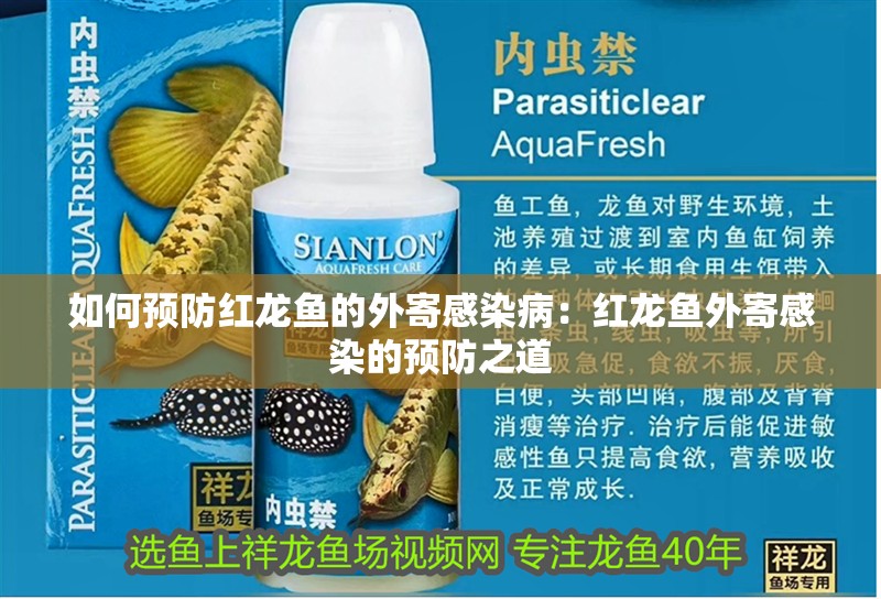 如何預防紅龍魚的外寄感染病：紅龍魚外寄感染的預防之道