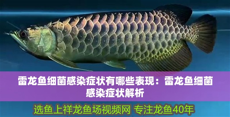 雷龍魚細菌感染癥狀有哪些表現：雷龍魚細菌感染癥狀解析