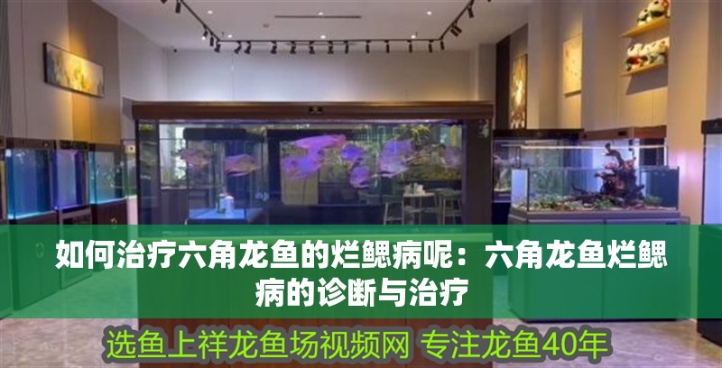 如何治療六角龍魚的爛鰓病呢：六角龍魚爛鰓病的診斷與治療