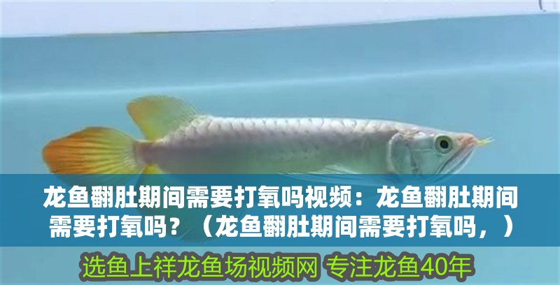 龍魚翻肚期間需要打氧嗎視頻：龍魚翻肚期間需要打氧嗎？（龍魚翻肚期間需要打氧嗎，）