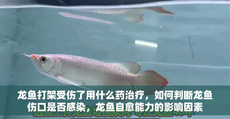 龍魚打架受傷了用什么藥治療，如何判斷龍魚傷口是否感染，龍魚自愈能力的影響因素