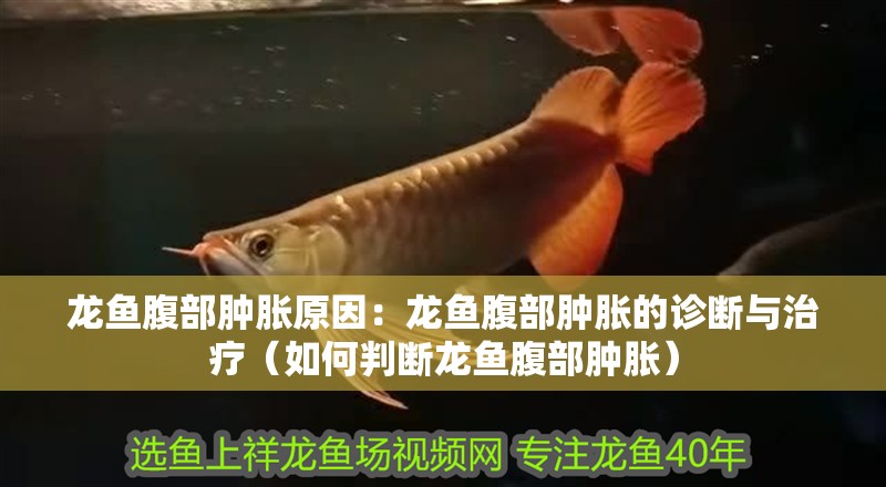 龍魚腹部腫脹原因：龍魚腹部腫脹的診斷與治療（如何判斷龍魚腹部腫脹）