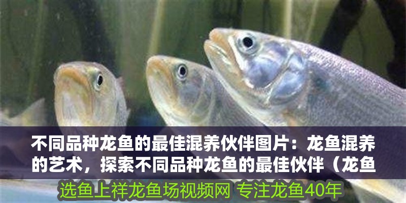 不同品種龍魚(yú)的最佳混養(yǎng)伙伴圖片：龍魚(yú)混養(yǎng)的藝術(shù)，探索不同品種龍魚(yú)的最佳伙伴（龍魚(yú)混養(yǎng)是一項(xiàng)有趣的探索之旅，精心選擇混養(yǎng)伙伴至關(guān)重要）