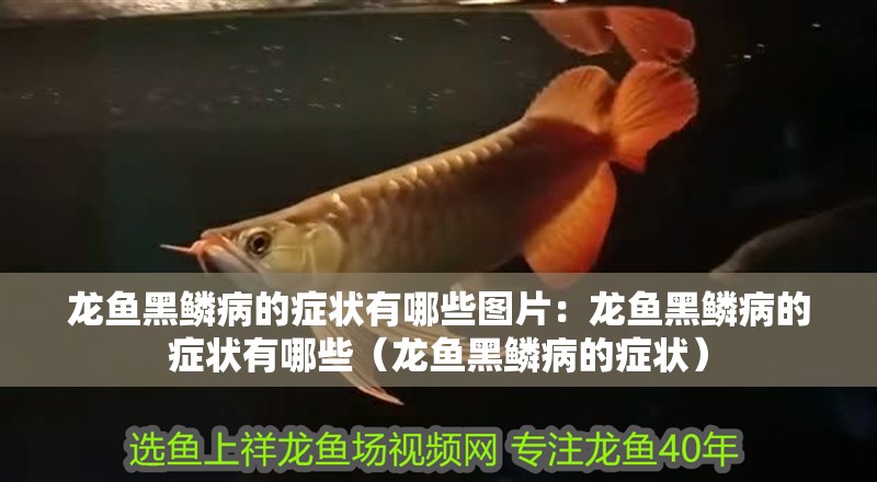龍魚黑鱗病的癥狀有哪些圖片：龍魚黑鱗病的癥狀有哪些（龍魚黑鱗病的癥狀）