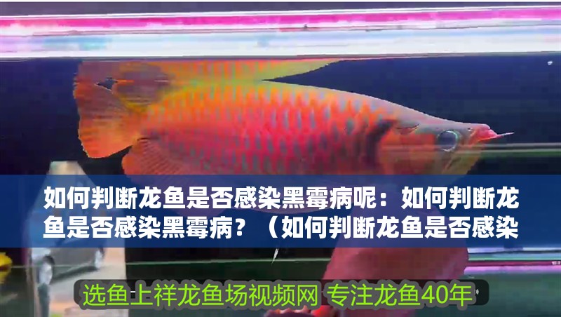 如何判斷龍魚是否感染黑霉病呢：如何判斷龍魚是否感染黑霉病？（如何判斷龍魚是否感染了黑霉病）