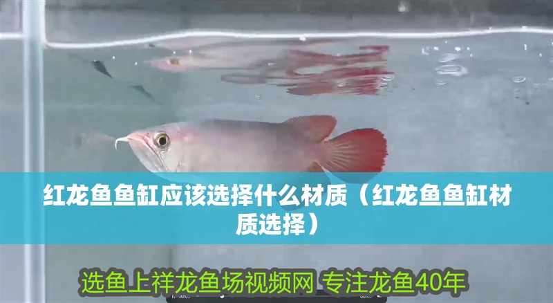 紅龍魚魚缸應(yīng)該選擇什么材質(zhì)（紅龍魚魚缸材質(zhì)選擇）