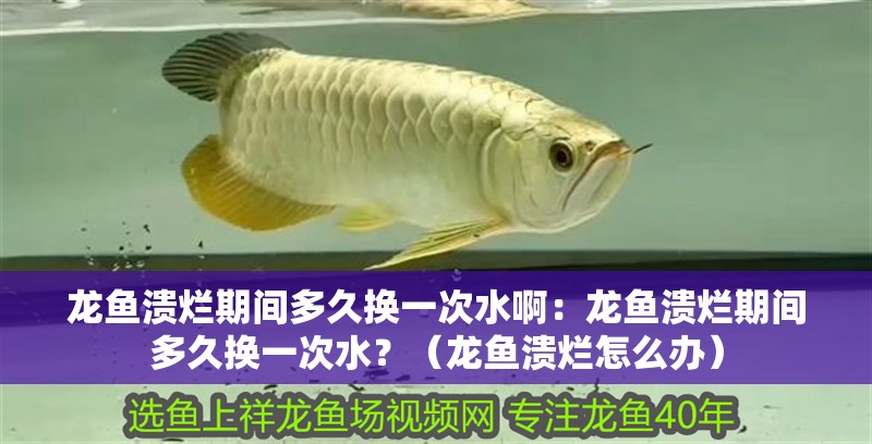 龍魚潰爛期間多久換一次水啊：龍魚潰爛期間多久換一次水？（龍魚潰爛怎么辦）