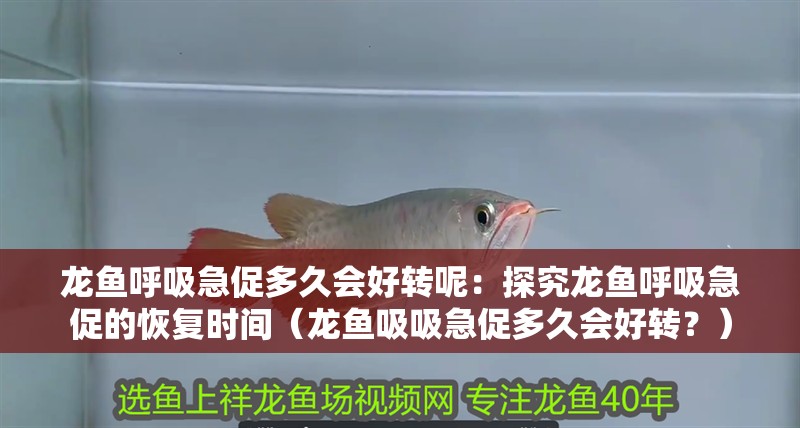 龍魚呼吸急促多久會(huì)好轉(zhuǎn)呢：探究龍魚呼吸急促的恢復(fù)時(shí)間（龍魚吸吸急促多久會(huì)好轉(zhuǎn)？）
