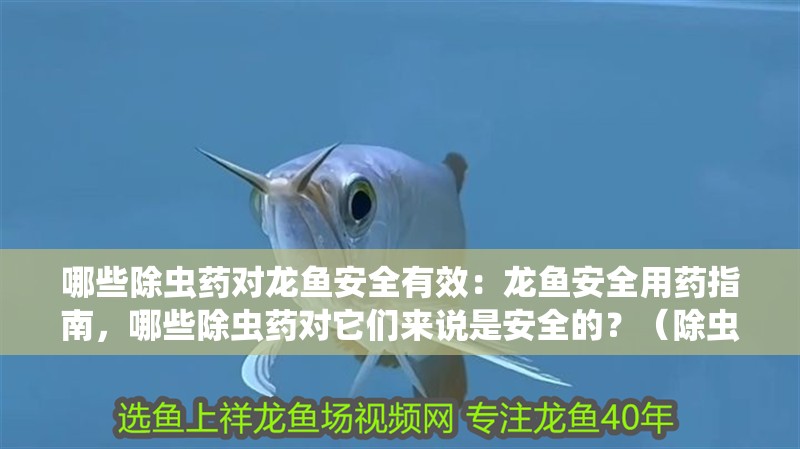 哪些除蟲藥對龍魚安全有效：龍魚安全用藥指南，哪些除蟲藥對它們來說是安全的？（除蟲藥對龍魚安全有效的指南）