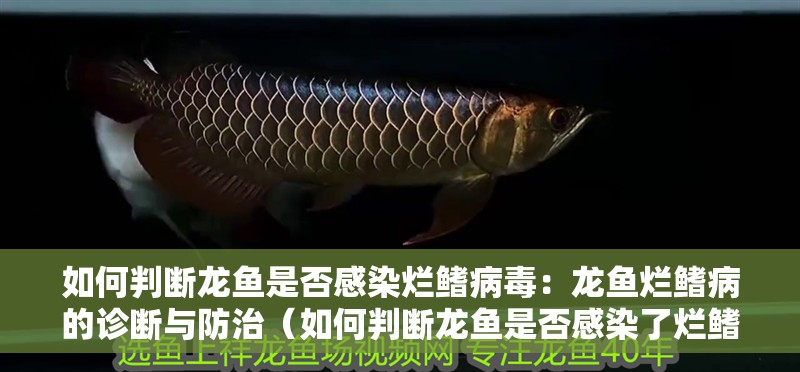 如何判斷龍魚是否感染爛鰭病毒：龍魚爛鰭病的診斷與防治（如何判斷龍魚是否感染了爛鰭病？）